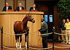 Distorted Humor Colt Brings $2.050 Million