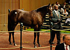 Jacksons Buy Dynaformer Filly for $900,000
