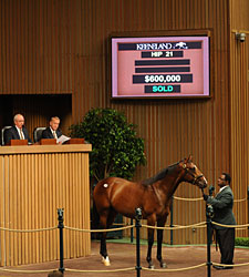 Medaglia d'Oro Colt Brings $600,000 Medaglia d'Oro Colt Brings $600,000