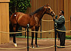 Medaglia d'Oro Colt Brings $600,000 Medaglia d'Oro Colt Brings $600,000