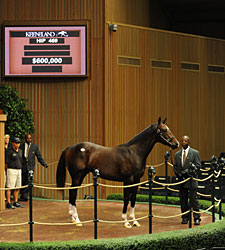 Medaglia d'Oro Colt Brings $600,000 Medaglia d'Oro Colt Brings $600,000
