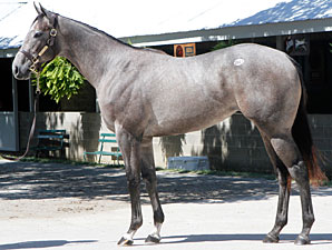 $1.3 Million Unbridled's Song Filly to Leon $1.3 Million Unbridled's Song Filly to Leon