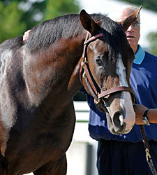 September Sale Session One: Horses to Watch September Sale Session One: Horses to Watch
