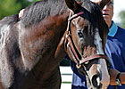 September Sale Session One: Horses to Watch September Sale Session One: Horses to Watch