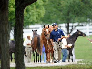 Looking Back: Horsemen Discuss Sept. Sale Looking Back: Horsemen Discuss Sept. Sale