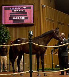 Big Brown Colt Commands $825,000 at Keeneland Big Brown Colt Commands $825,000 at Keeneland