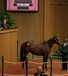 Giant's Causeway Colt Sells for $750,000 Giant's Causeway Colt Sells for $750,000