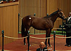 Giant's Causeway Colt Sells for $750,000 Giant's Causeway Colt Sells for $750,000