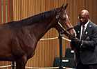 Japan-Bound Empire Maker Colt Brings $1.1M Japan-Bound Empire Maker Colt Brings $1.1M