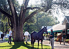 Optimism High for Keeneland September Sale Optimism High for Keeneland September Sale