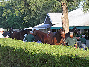 Sept. Sale: Pendulum Swings Back to New Sires Sept. Sale: Pendulum Swings Back to New Sires