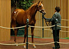 Tapit Colt Tops Seven Figures at Keeneland Tapit Colt Tops Seven Figures at Keeneland