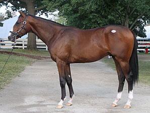 Super Saver's Half Brother Goes for $1.7M Super Saver's Half Brother Goes for $1.7M