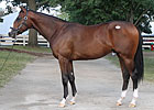 Super Saver's Half Brother Goes for $1.7M Super Saver's Half Brother Goes for $1.7M