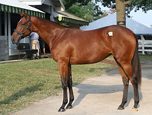 Filly Out of Take Charge Lady New Sale Topper Filly Out of Take Charge Lady New Sale Topper