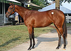 Filly Out of Take Charge Lady New Sale Topper Filly Out of Take Charge Lady New Sale Topper