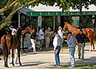 Keeneland Sale Numbers Still Well Above 2012 Keeneland Sale Numbers Still Well Above 2012
