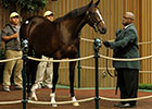 Tiznow Filly Brings $1.1M at Keeneland Tiznow Filly Brings $1.1M at Keeneland