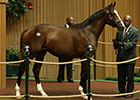 Shadwell Goes to $1.1 Million for Tapit Colt Shadwell Goes to $1.1 Million for Tapit Colt