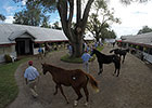 Keeneland September Day 12 Sees Declines Keeneland September Day 12 Sees Declines