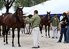 Keeneland September Sale Gains Continue Keeneland September Sale Gains Continue