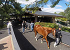 Keeneland September Sale Sees More Gains Keeneland September Sale Sees More Gains