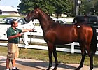Keeneland Sept: Case Clay Discusses Hip 559 Keeneland Sept: Case Clay Discusses Hip 559