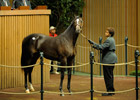 Keeneland Sale Ends With Major Declines