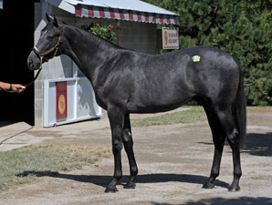 Unbridled's Song Colt Sells for $925,000 Unbridled's Song Colt Sells for $925,000