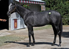 Unbridled's Song Colt Sells for $925,000 Unbridled's Song Colt Sells for $925,000