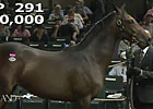 Keeneland September: Hip 291 - Sale Ring Keeneland September: Hip 291 - Sale Ring