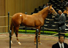 Speightstown Yearling Colt Brings $700,000