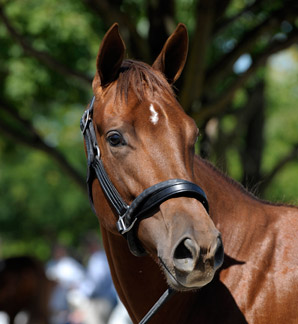 Azeri's Filly Sells for $800,000 at Keeneland Azeri's Filly Sells for $800,000 at Keeneland