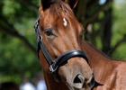 Azeri's Filly Sells for $800,000 at Keeneland