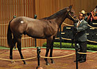 Street Cry Colt Sold for $1.2 Million