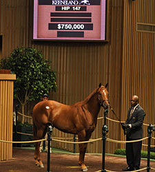 Irish Agent McCormack Buys Street Cry Colt Irish Agent McCormack Buys Street Cry Colt