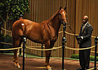 Irish Agent McCormack Buys Street Cry Colt Irish Agent McCormack Buys Street Cry Colt