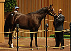 Coolmore Buys Bernardini Colt for $875,000
