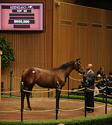 Ferguson Buys Street Sense Filly for $650,000 Ferguson Buys Street Sense Filly for $650,000