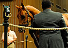 Keeneland Redesigns September Sale Format Keeneland Redesigns September Sale Format