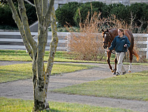 Business Declines at Keeneland Sale Business Declines at Keeneland Sale