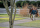 Business Declines at Keeneland Sale Business Declines at Keeneland Sale