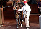 Saint Liam Colt Brings $220,000 Saint Liam Colt Brings $220,000