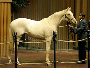 Chowhan Purchases Palomino Filly Chowhan Purchases Palomino Filly