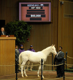 $60,000 White Colt Will Be Resold $60,000 White Colt Will Be Resold