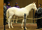 $60,000 White Colt Will Be Resold