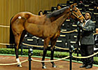 Distorted Humor Filly Sells For $350,000
