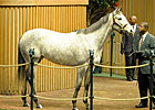 Keeneland Jan. Sale Average Down Less Than 1%