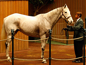 Stardom Bound's Dam Brings $825,000 Stardom Bound's Dam Brings $825,000