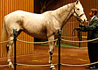 Stardom Bound's Dam Brings $825,000